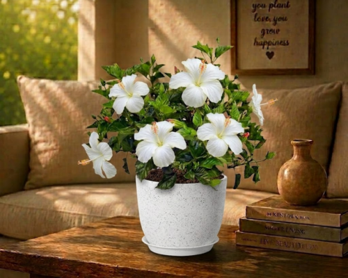 SBL - HYBRID HIBISCUS